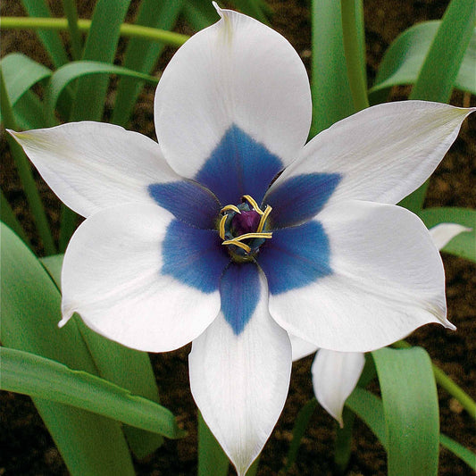 Tulpe Alba Coerulea Oculata (x4) - Tulipa humilis alba coerulea oculata - Blumenzwiebeln