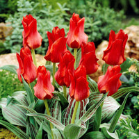Tulpen Rotkäppchen (x10) - Tulipa greigii chaperon rouge - Blumenzwiebeln