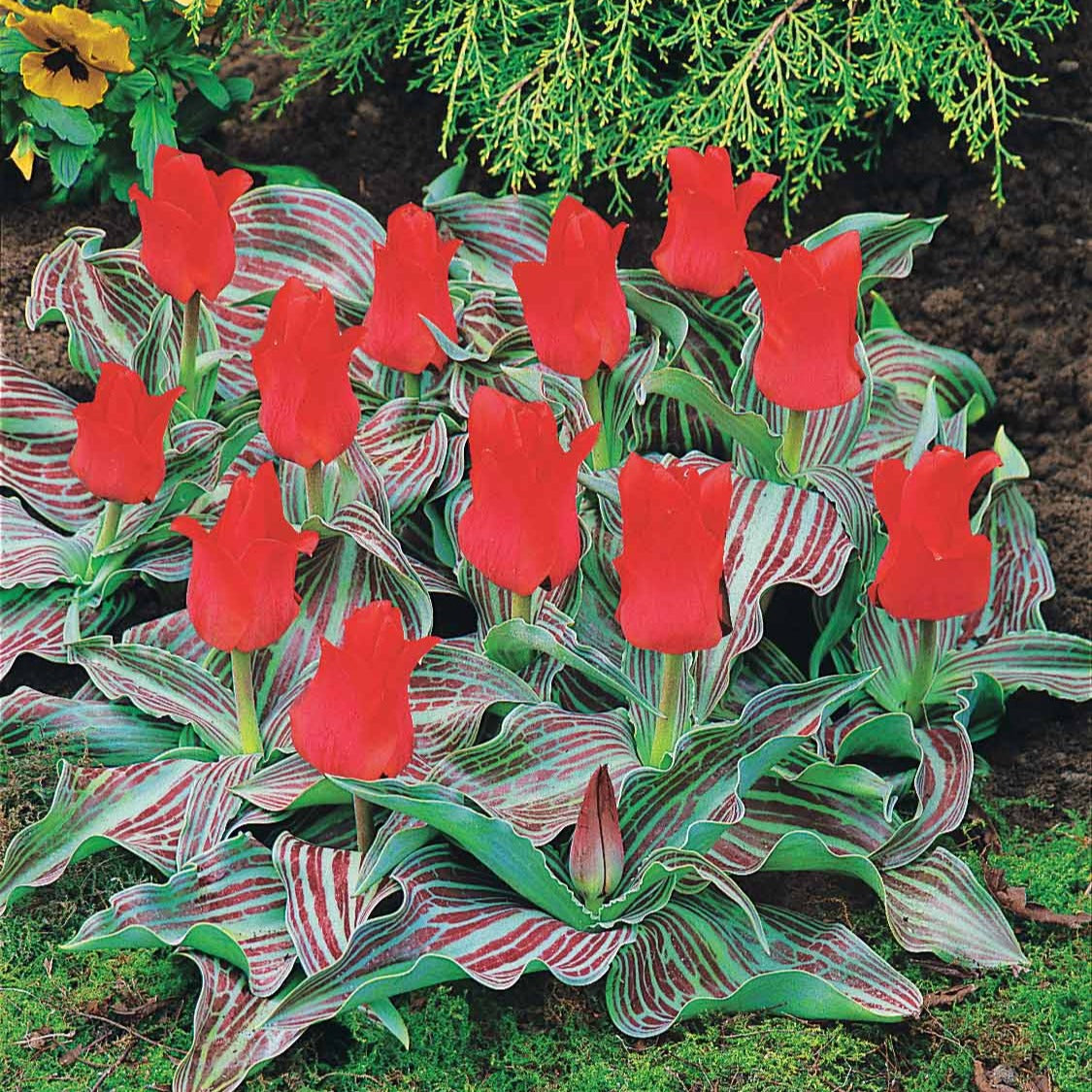 Tulpen Rotkäppchen (x10) - Tulipa greigii chaperon rouge - Blumenzwiebeln Frühlingsblüher