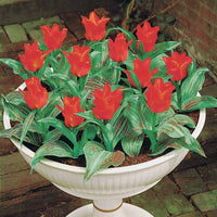 Tulpen Rotkäppchen (x10) - Tulipa greigii chaperon rouge - Tulpen