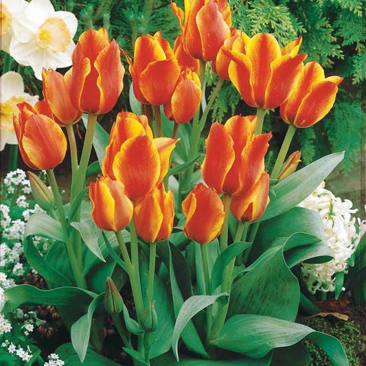 Tulpen Winnipeg (x10) - Tulipa botanique Winnipeg - Blumenzwiebeln