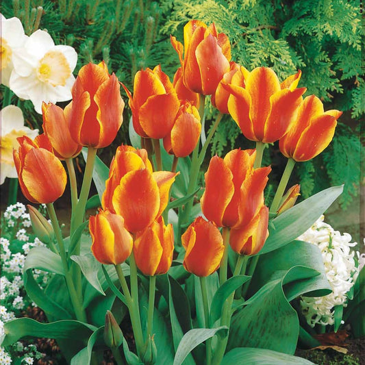 Tulpen Winnipeg (x10) - Tulipa botanique Winnipeg - Blumenzwiebeln