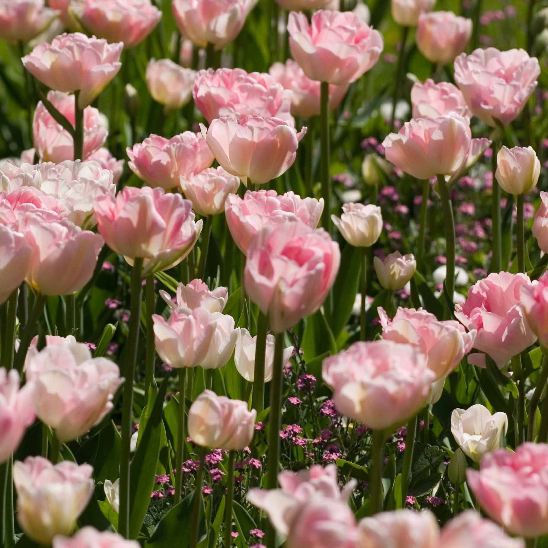 Tulpe Angelique (x10) - Tulipa angélique - Blumenzwiebeln Frühlingsblüher