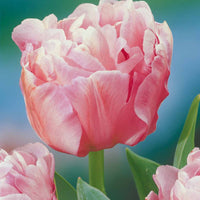 Tulpe Angelique (x10) - Tulipa angélique