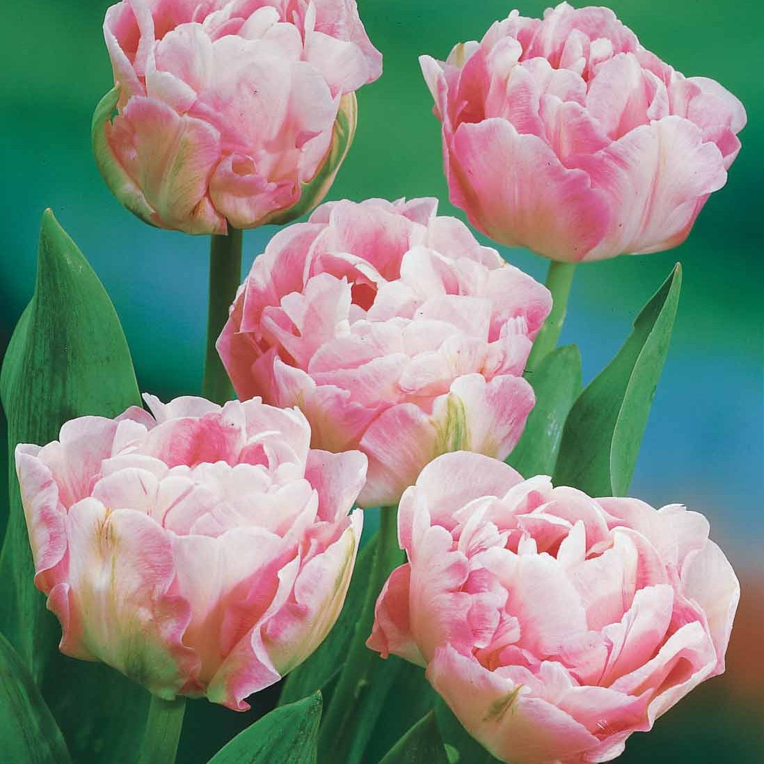 Tulpe Angelique (x10) - Tulipa angélique - Tulpen