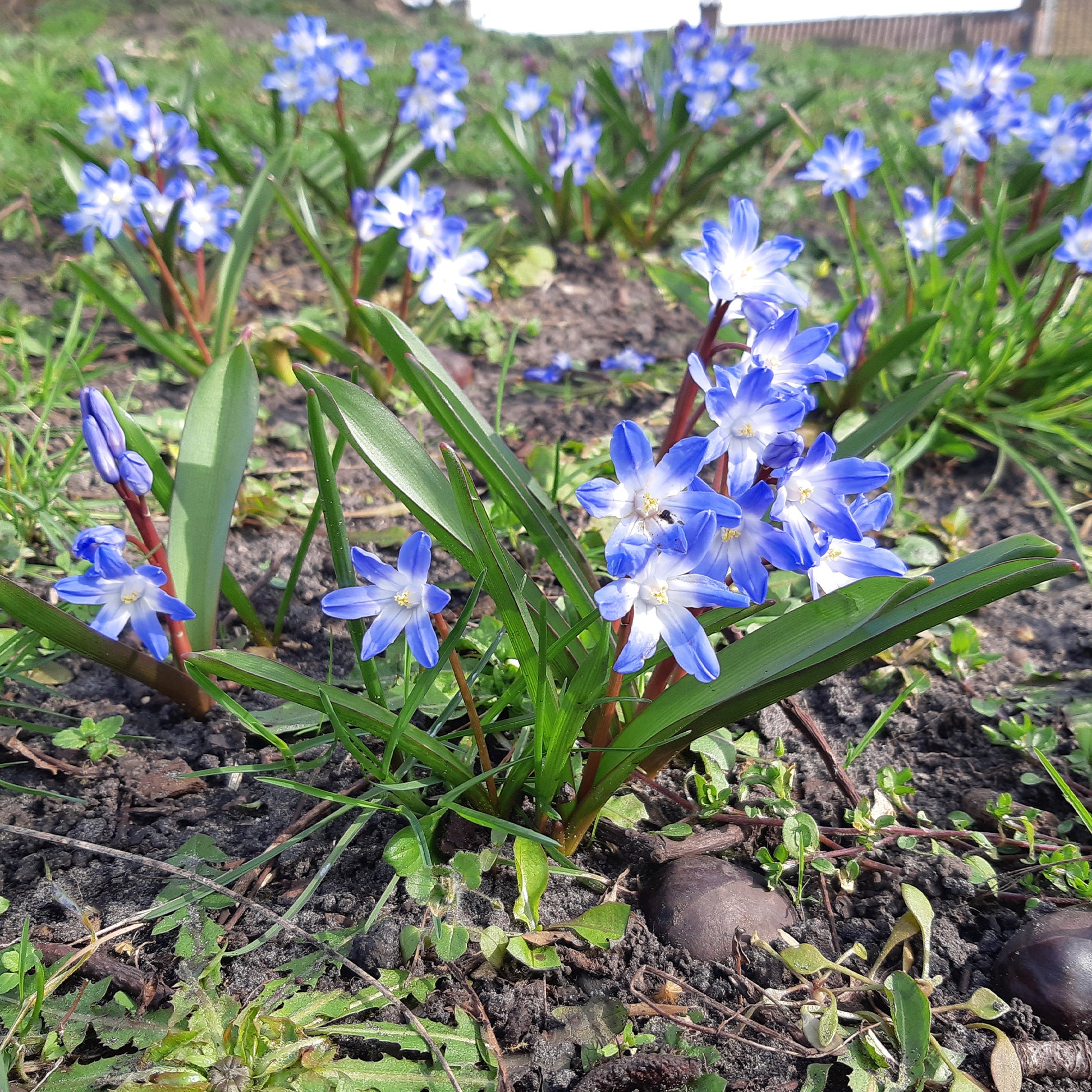 Frühlingszwiebeln - Blaue Schneeglöckchen (x10) - Chionodoxa forbesii blue giant