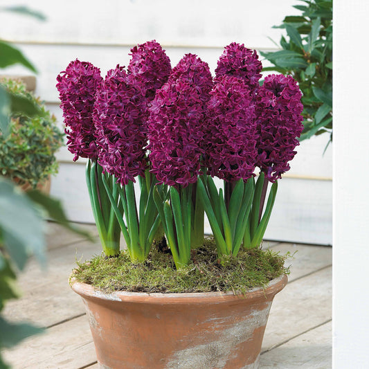 Hyazinthe 'Woodstock' (x6) - Hyacinthus orientalis woodstock - Blumenzwiebeln Frühlingsblüher