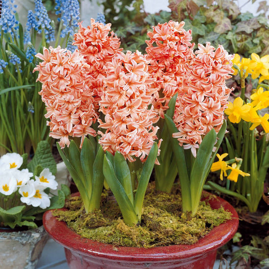 Hyazinthe 'Gipsy Queen' (x6) - Hyacinthus orientalis gipsy queen - Blumenzwiebeln Frühlingsblüher