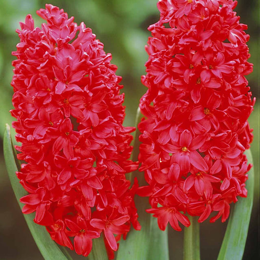 Hyazinthe 'Jan Bos' (x6) - Hyacinthus orientalis jan bos - Blumenzwiebeln Frühlingsblüher