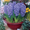 Hyazinthe 'Ostara' (x6) - Hyacinthus orientalis ostara - Blumenzwiebeln