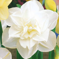 Gefüllte Narzisse 'Obdam' (x10) - Narcissus obdam - Blumenzwiebeln