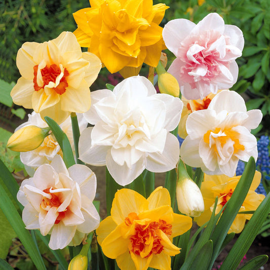 Gefüllte Narzisse 'Obdam' (x10) - Narcissus obdam - Blumenzwiebeln Frühlingsblüher