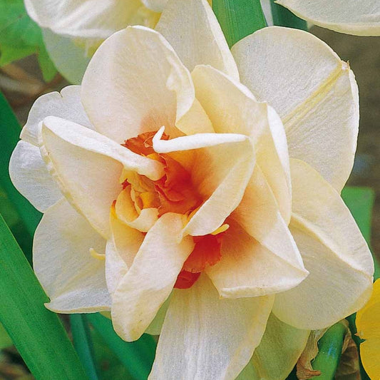 Gefüllte Narzisse 'Acropolis' (x10) - Bakker