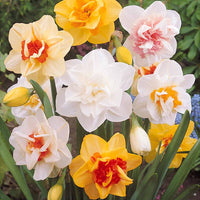 Gefüllte Narzisse 'Tahiti' (x10) - Narcissus tahiti - Blumenzwiebeln Frühlingsblüher