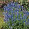 Traubenhyazinthen (x10) - Muscari armeniacum - Blumenzwiebeln Frühlingsblüher