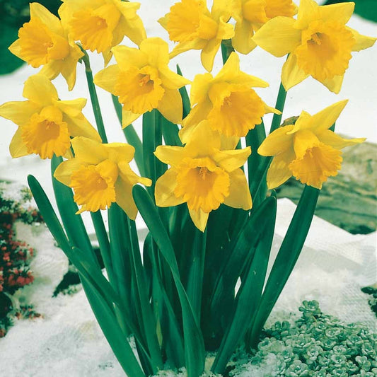 Narzissen 'Rijnveld's Early Sensation' (x10) - Narcissus rijnsveld early sensation - Blumenzwiebeln Frühlingsblüher