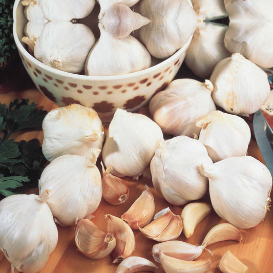 Rosa Knoblauch Gayant - Bakker