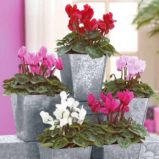 Mini-Cyclamen Super-Serie (x3) - Bakker