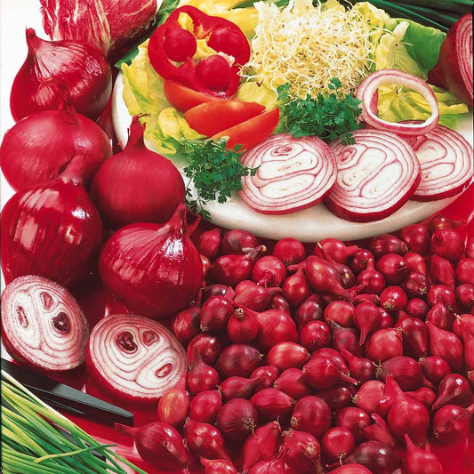 Zwiebel 'Rote Braunschweiger' - Bakker