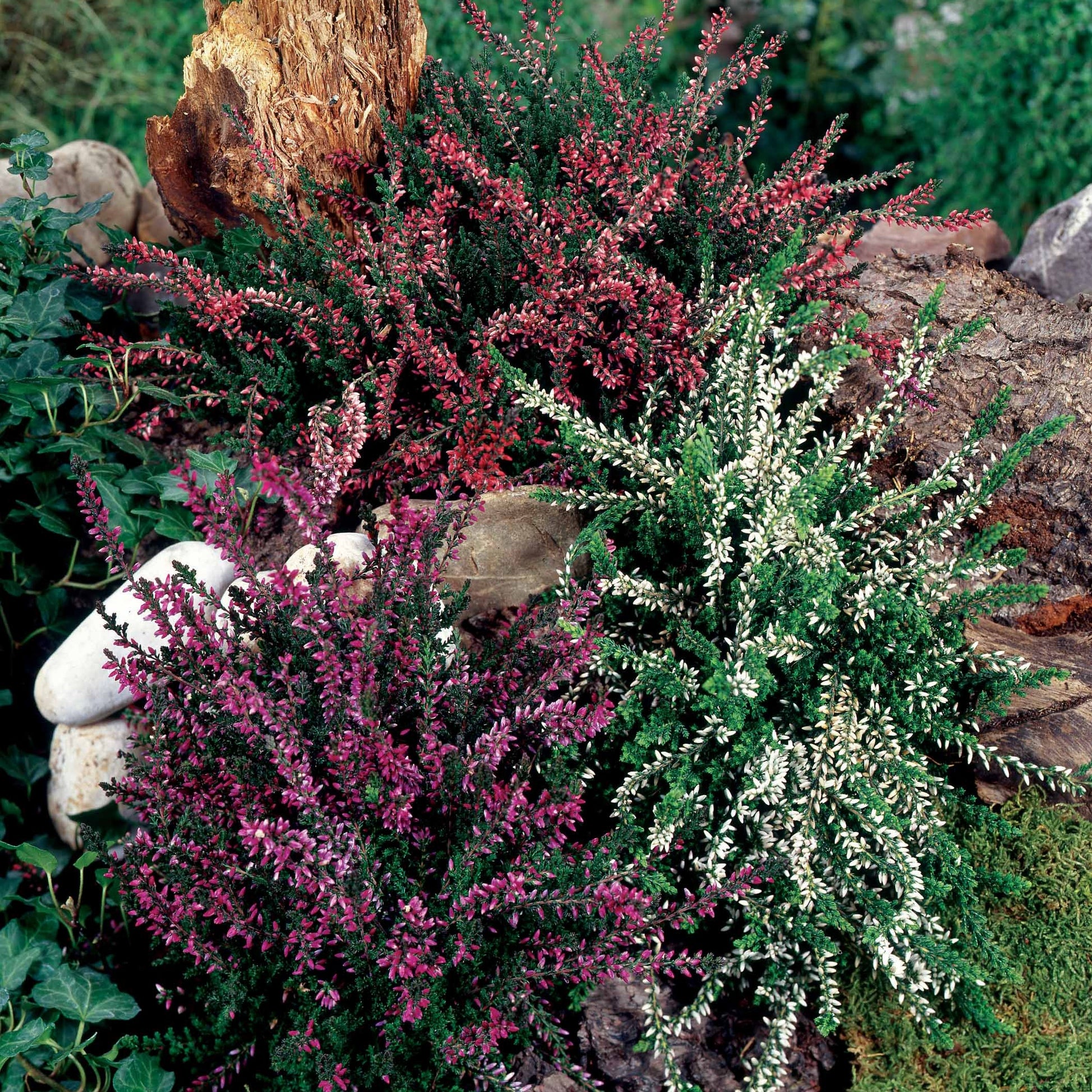 Rote Winterheide (x3) - Erica carnea - Blühende Gartenstauden