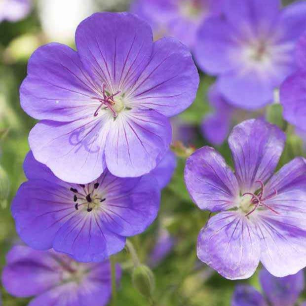 Mehrjährige Geranien Mischung (x9) - Geranium oxonianum katharine adèle , himalayense,