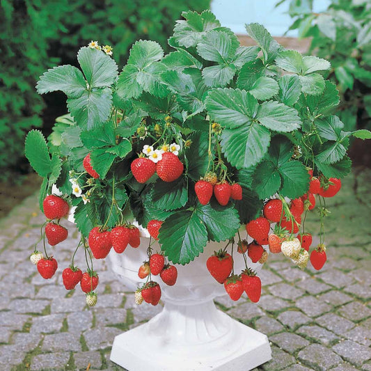 Erdbeere Maestro ® VOC 89.98.1 - Fragaria maestro ® cov 89.98.1 - Erdbeeren