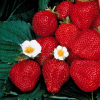 Erdbeere Maestro ® VOC 89.98.1 - Fragaria maestro ® cov 89.98.1 - Kleine Obstbäume