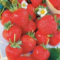Remontant-Erdbeeren La Savoureuse de Willemse ® COV MA48 (x20) - Fragaria la savoureuse de willemse ® - Erdbeeren