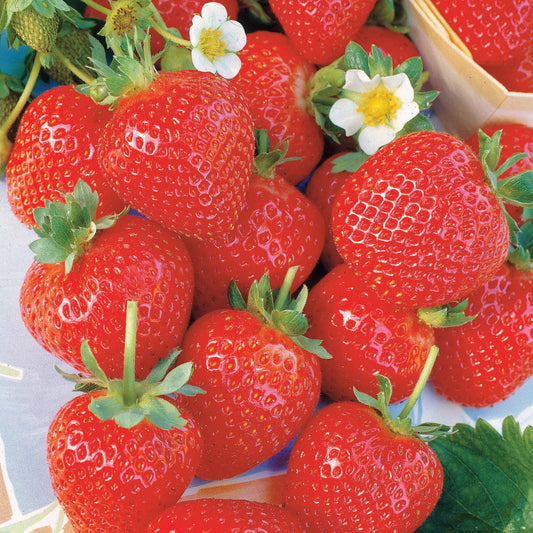 Remontant-Erdbeeren La Savoureuse de Willemse ® COV MA48 - Fragaria la savoureuse de willemse ® cov ma48 - Obst