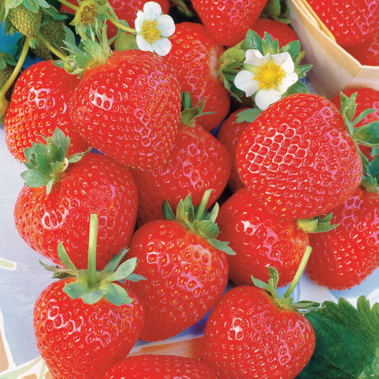 Remontant-Erdbeeren La Savoureuse de Willemse ® COV MA48 (x20) - Bakker