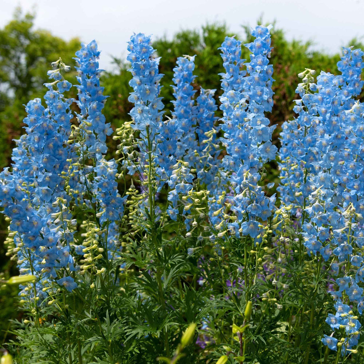 Rittersporn- & Fackellilien-Kollektion (x8) - Delphinium Sky Blue, Kniphofia Sunningdale Gold - Bakker