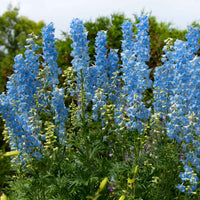 Staudenkollektion für ländliche Beete. (x 11) - Delphinium, gypsophila paniculata, centranthus ruber - Gartenpflanzen