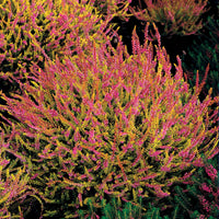 Rosa Heidekraut mit gelben Blättern (x3) - Calluna vulgaris - Beetpflanzen