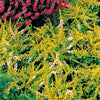 Rosa Heidekraut mit gelben Blättern (x3) - Calluna vulgaris