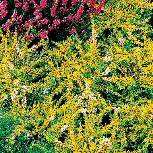 Rosa Heidekraut mit gelben Blättern - Calluna vulgaris - Terrasse balkon
