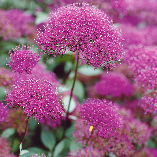 Blaues Halskraut (x3) - Bakker