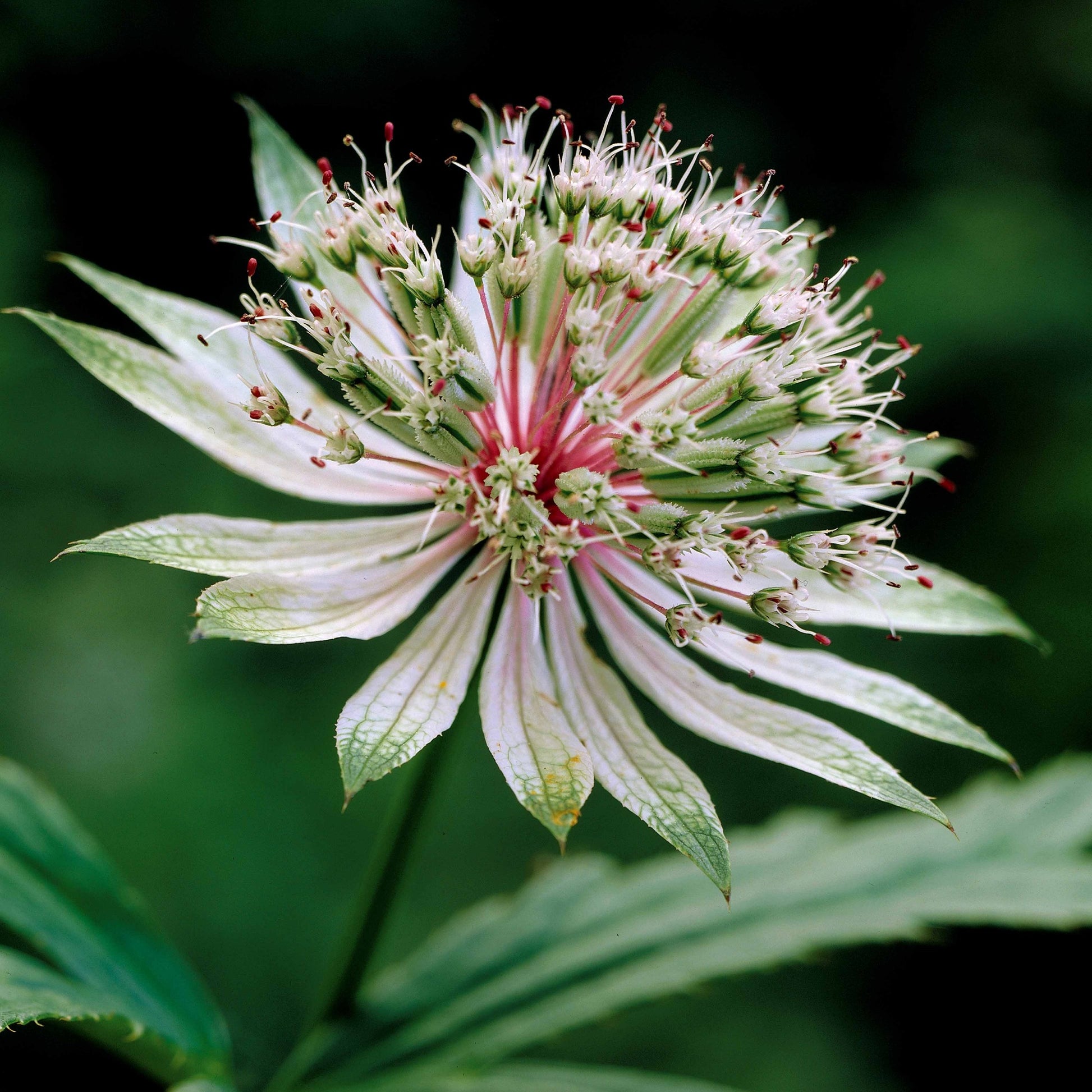 Sterndolde (x2) - Astrantia major star of royals - Gartenpflanzen