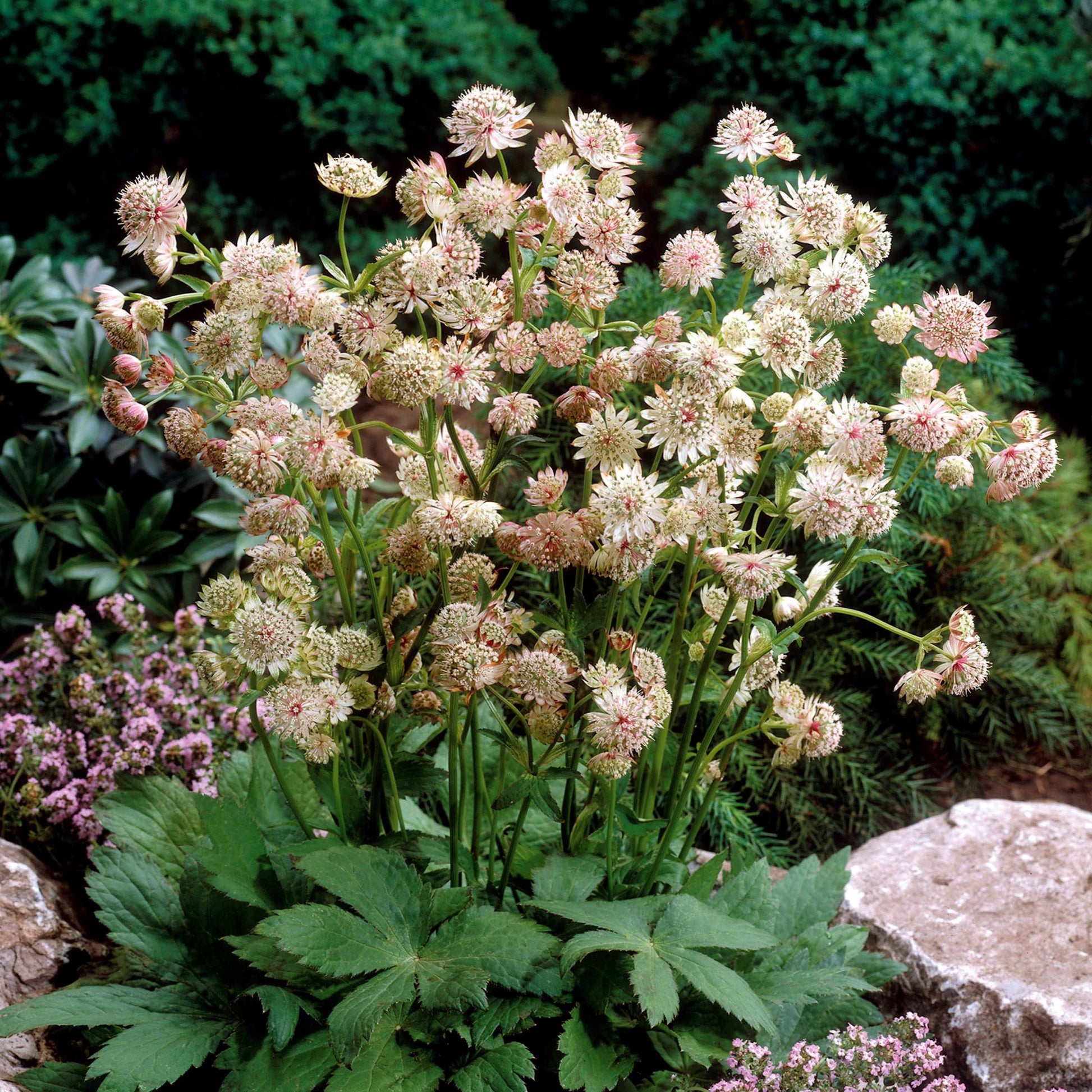 Sterndolde (x2) - Astrantia major star of royals - Sträucher und Stauden