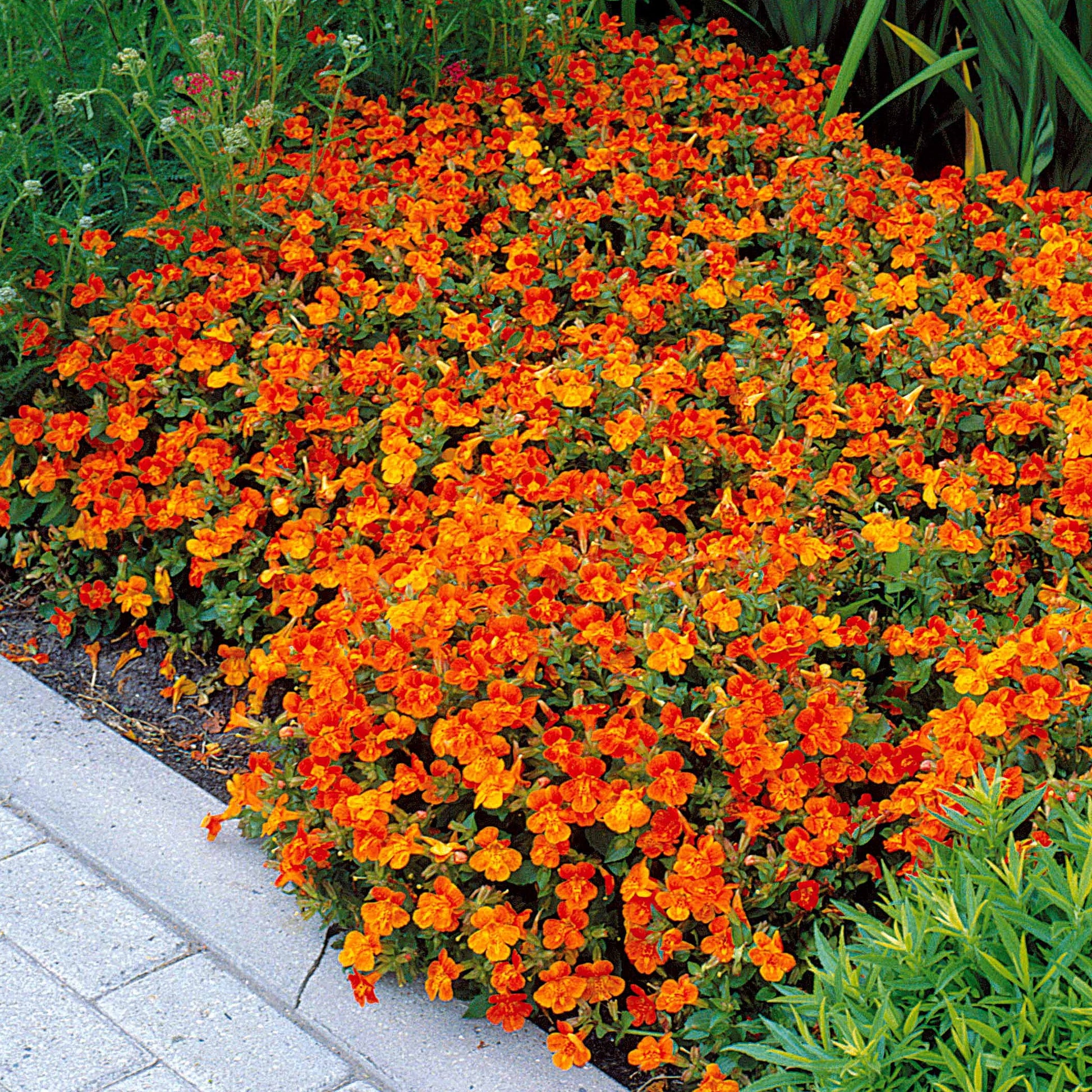 Garten-Gauklerblume (x5) - Mimulus orange glow - Gartenpflanzen