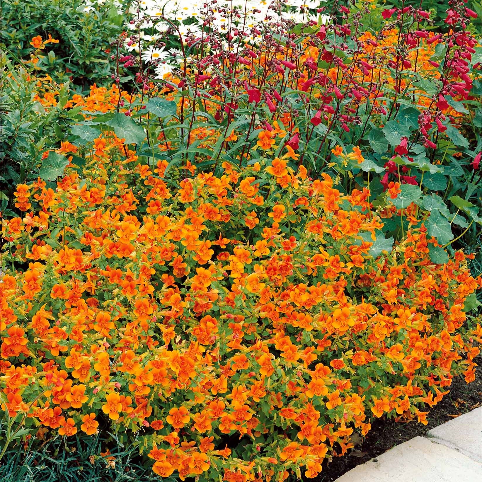 Garten-Gauklerblume (x5) - Mimulus orange glow - Sträucher und Stauden