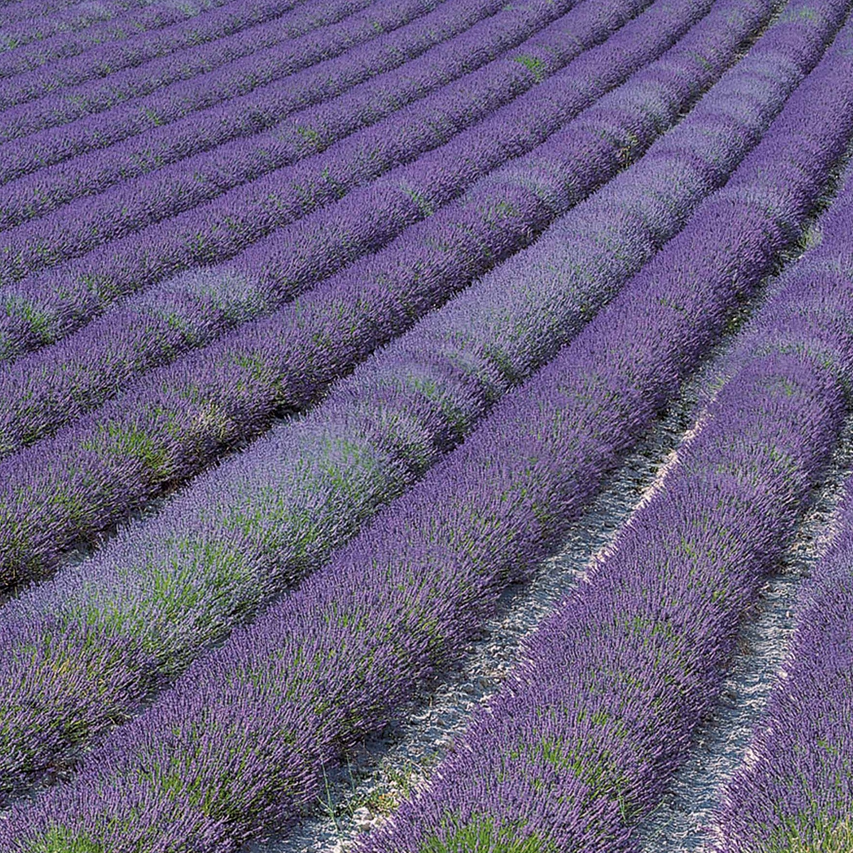 Lavendel Grosso - Lavandula angustifolia Grosso
