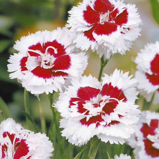 Fransen-Nelke (x2) - Dianthus spiculifolius - Beetpflanzen