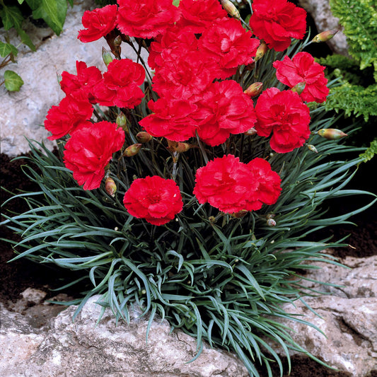 Nelke Grenadin Scarlet - Dianthus caryophyllus grenadin scarlet - Terrasse balkon
