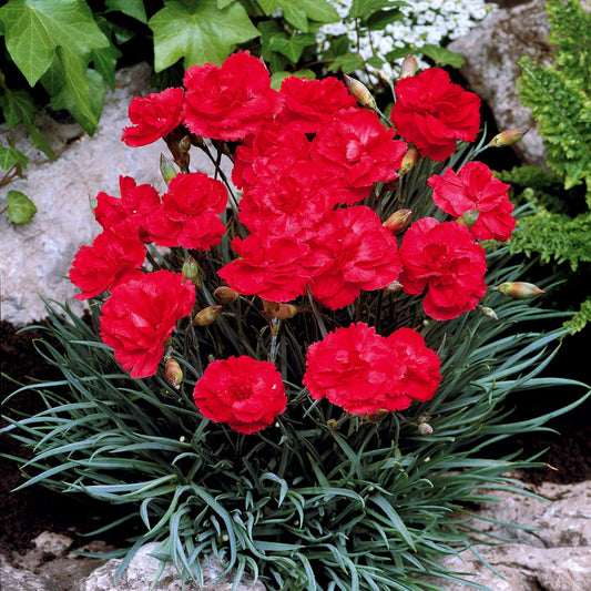 Nelke Grenadin Scarlet (x2) - Dianthus caryophyllus grenadin scarlet - Terrasse balkon