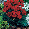Nelken Grenadin rot (x2) - Dianthus caryophyllus grenadin red - Nelke - Dianthus