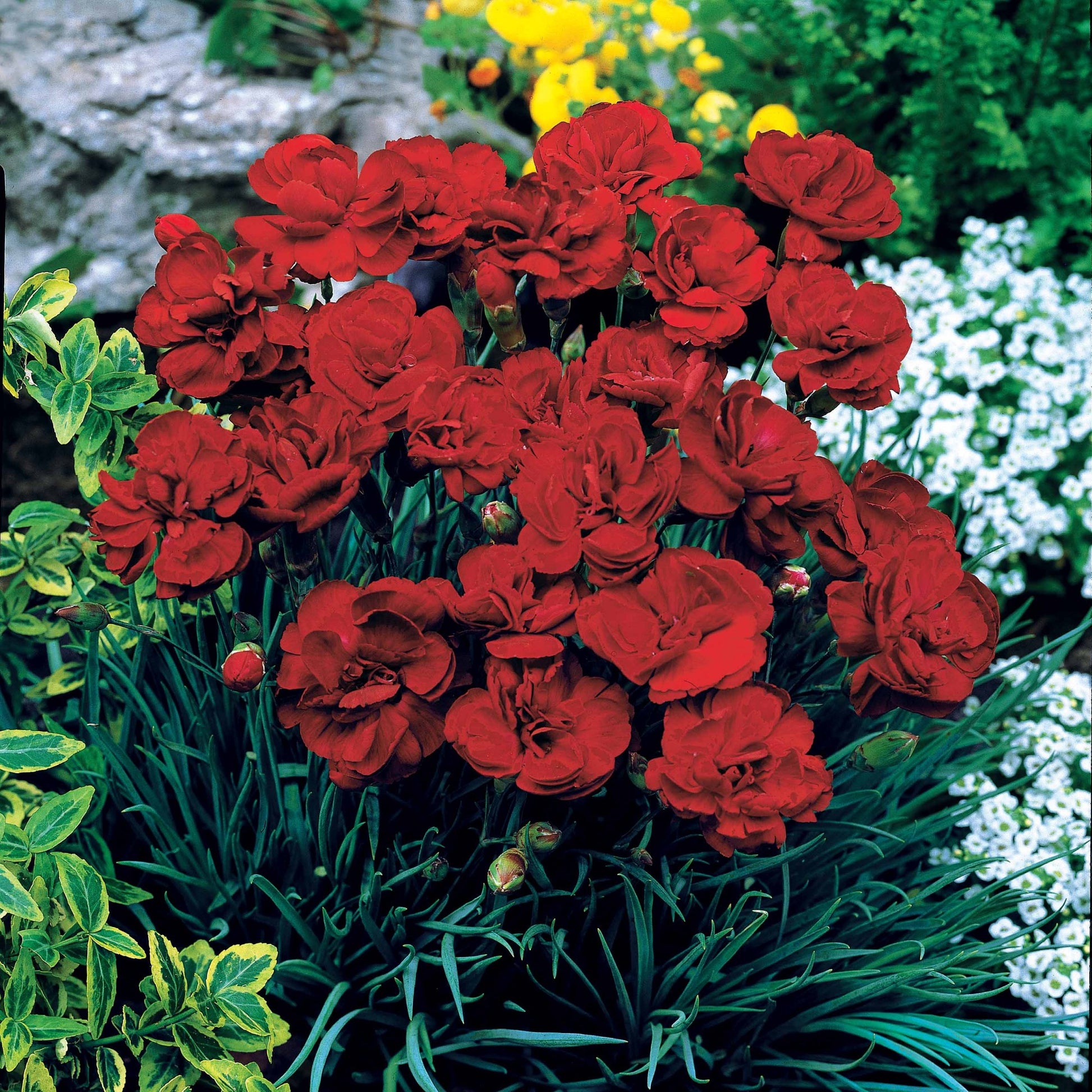 Nelken Grenadin rot (x2) - Dianthus caryophyllus grenadin red - Nelke - Dianthus