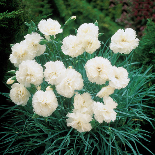 Nelken Grenadin white (x2) - Dianthus caryophyllus grenadin white - Beetpflanzen