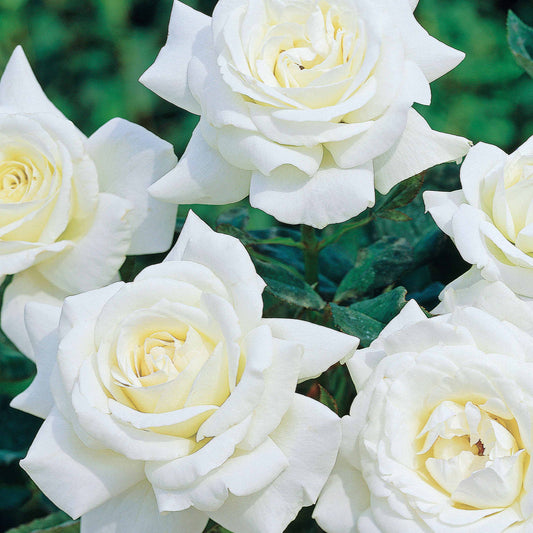 Strauchrose Helga - Bakker