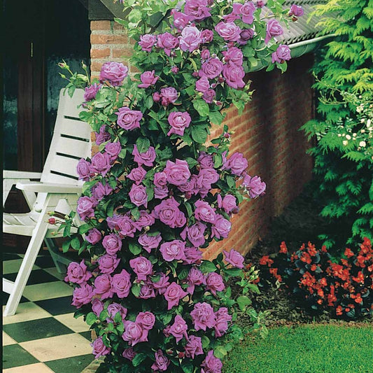 Kletterrose Indigoletta - Bakker