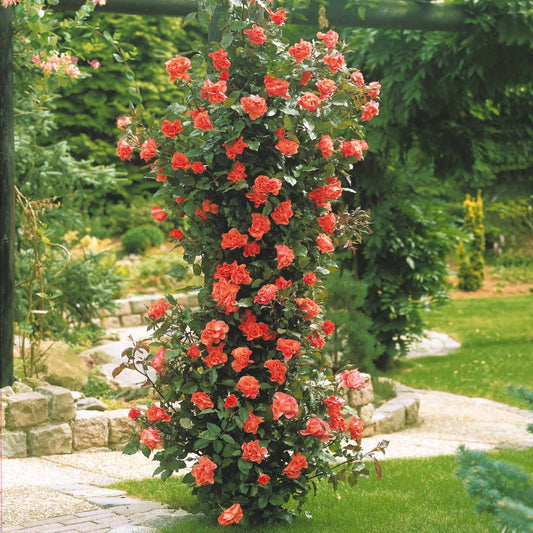 Kletterrose Metanoia - Bakker